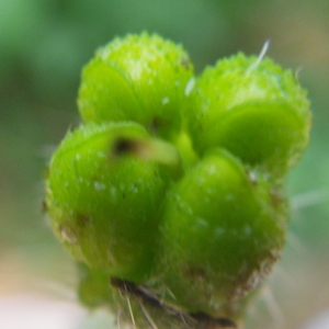 Photographie n°192540 du taxon Borago officinalis L. [1753]