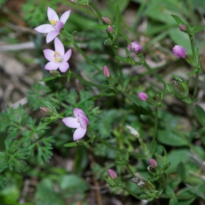 Photographie n°192547 du taxon Centaurium pulchellum (Sw.) Druce [1898]