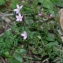  Jean-Jacques Houdré - Centaurium pulchellum (Sw.) Druce [1898]