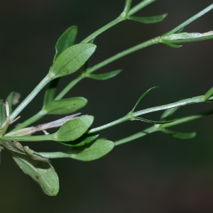 Photographie n°192550 du taxon Centaurium pulchellum (Sw.) Druce [1898]