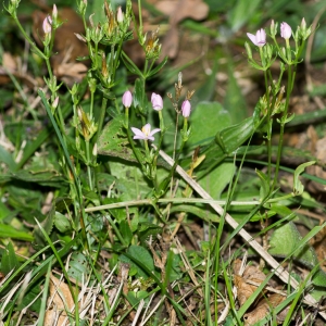  - Centaurium pulchellum (Sw.) Druce [1898]