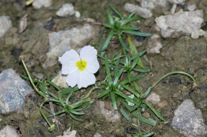 Jean-Jacques Houdré, le 20 octobre 2013 (Dompierre-sur-Yon (Etang de la Jarrie))