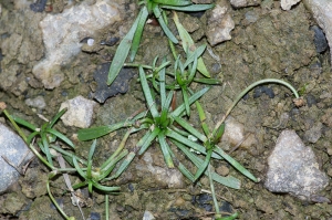Jean-Jacques Houdré, le 20 octobre 2013 (Dompierre-sur-Yon (Etang de la Jarrie))