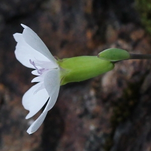 Petrocoptis pyrenaica (J.P.Bergeret) A.Braun ex Walp. (Pétrocoptis des Pyrénées)
