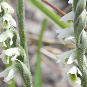 Photographie n°192571 du taxon Spiranthes spiralis (L.) Chevall.