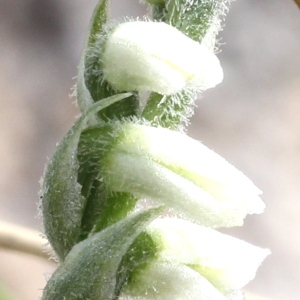Photographie n°192572 du taxon Spiranthes spiralis (L.) Chevall.