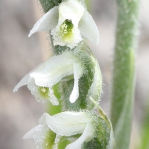 Photographie n°192573 du taxon Spiranthes spiralis (L.) Chevall.