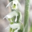  Marie  Portas - Spiranthes spiralis (L.) Chevall.