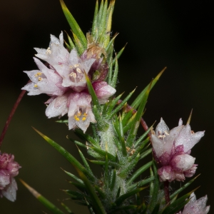 Cuscuta epithymum (L.) L. (Cuscute du Thym)