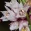  Jean-Jacques Houdré - Cuscuta epithymum (L.) L. [1774]