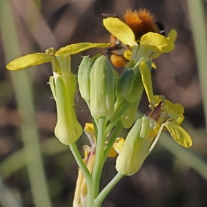 Coincya monensis subsp. cheiranthos (Vill.) Aedo, Leadlay & Muñoz Garm. (Chou giroflée)