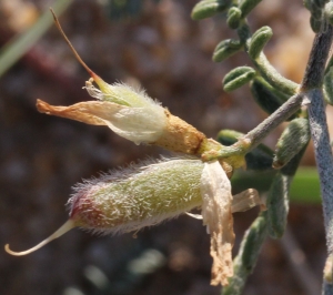 Marie  Portas, le 29 août 2013 (Lit-et-Mixe)