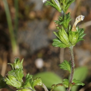 Photographie n°192602 du taxon Euphrasia stricta D.Wolff ex J.F.Lehm. [1809]