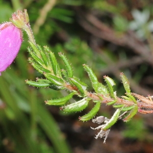 Daboecia cantabrica (Huds.) K.Koch var. cantabrica