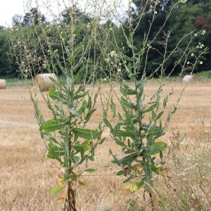  - Lactuca serriola f. integrifolia Bogenh.