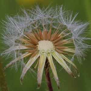  - Crepis setosa Haller f.