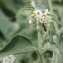  Marie  Portas - Solanum chenopodioides Lam.