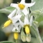  Marie  Portas - Solanum chenopodioides Lam. [1794]