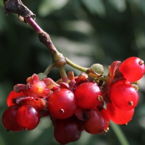 Photographie n°192615 du taxon Lonicera periclymenum L.