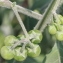  Marie  Portas - Solanum chenopodioides Lam.