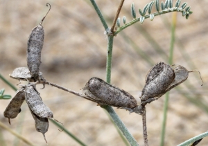 Marie  Portas, le 29 août 2013 (Lit-et-Mixe)