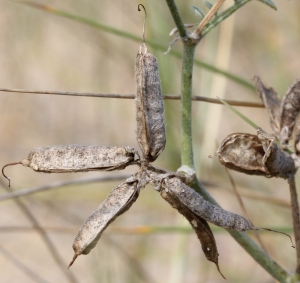 Marie  Portas, le 29 août 2013 (Lit-et-Mixe)