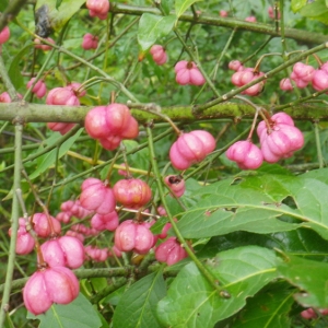 Photographie n°192636 du taxon Euonymus europaeus L. [1753]