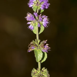 Photographie n°192666 du taxon Mentha pulegium L.