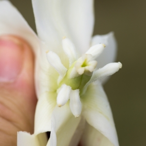 Photographie n°192680 du taxon Yucca gloriosa L. [1753]