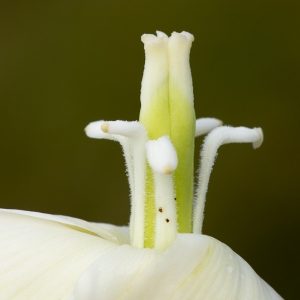 Photographie n°192683 du taxon Yucca gloriosa L. [1753]