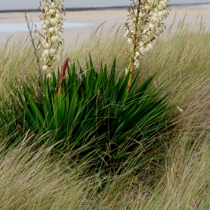 Photographie n°192685 du taxon Yucca gloriosa L. [1753]