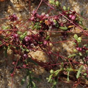 Photographie n°192695 du taxon Cuscuta campestris Yunck.