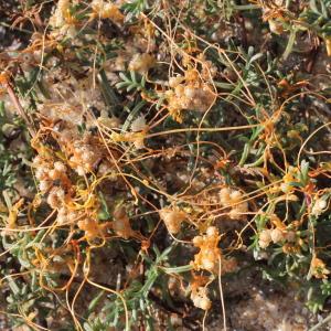  - Cuscuta campestris Yunck.