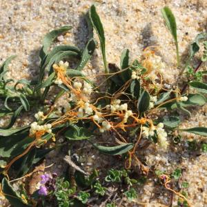 Photographie n°192707 du taxon Cuscuta campestris Yunck.