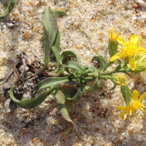  - Solidago virgaurea subsp. macrorhiza (Lange) Nyman [1879]