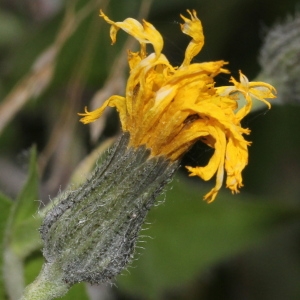 Hieracium pyrenaicum Jord. (Épervière des Pyrénées)