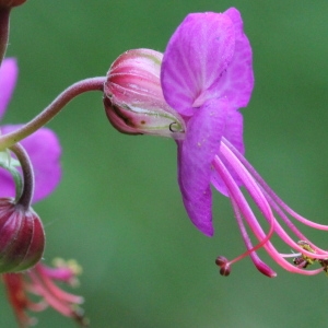 Geranium macrorrhizum L. (Géranium à gros rhizome)