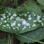  Marie  Portas - Pulmonaria affinis Jord. [1854]