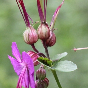 Photographie n°192738 du taxon Geranium macrorrhizum L. [1753]