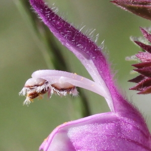 Lamium garganicum subsp. laevigatum Arcang. (Lamier à grandes fleurs)