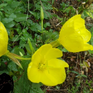 Photographie n°192746 du taxon Oenothera biennis L. [1753]