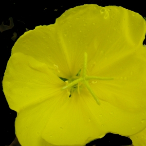 Photographie n°192747 du taxon Oenothera biennis L. [1753]