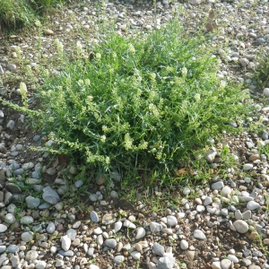 Photographie n°192757 du taxon Reseda lutea L. [1753]