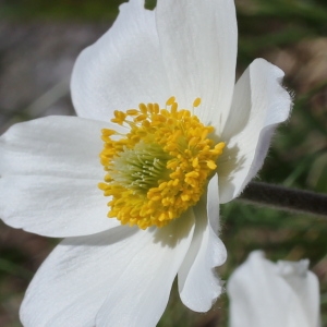 Pulsatilla alpina (L.) Delarbre (Anémone des Alpes)