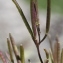  Marie  Portas - Cardamine resedifolia L.