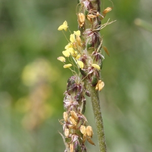 Photographie n°192773 du taxon Plantago holosteum Scop. [1771]