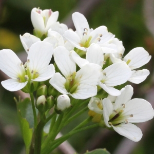 Photographie n°192777 du taxon Cardamine asarifolia L.