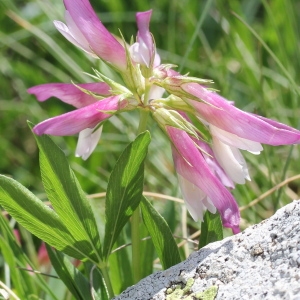 Photographie n°192785 du taxon Trifolium alpinum L. [1753]