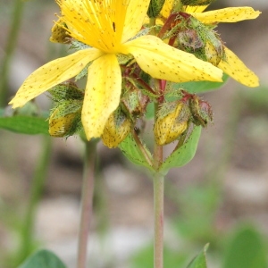 Photographie n°192787 du taxon Hypericum richeri Vill. [1779]