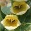  Marie  Portas - Digitalis grandiflora Mill.